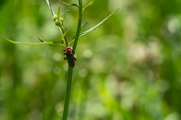 Close-up of insect on plant