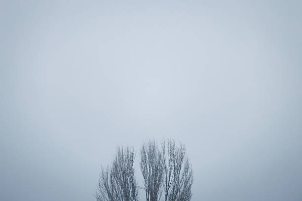 Bare treetops rise into a soft gray winter sky, creating a minimal and atmospheric landscape with calm seasonal mood and muted tones