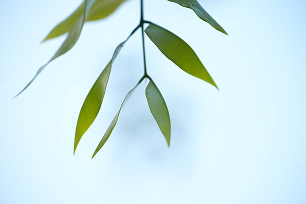 Delicate green leaves on a branch against a soft blue background, evoking feelings of serenity and calmness