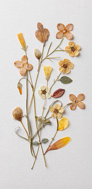 Beautiful dried little flower bouquet on white background