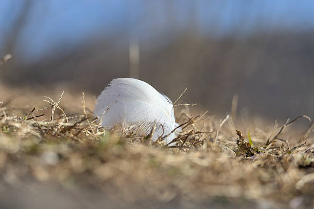 A single white feather lying on the ground.