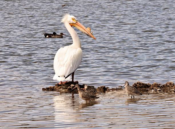 istock American White Pelican 2251035678