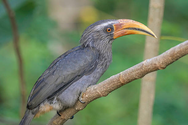 istock Malabar grey hornbill in tropical forest of Kerala 2251035996