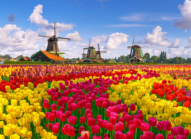 istock Tulips and Windmills at Zaanse Schans 2251037071