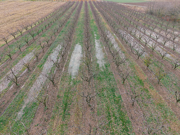 Bare fruit tree orchard plantage flooded with rain water