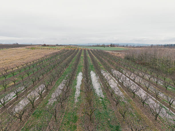 Bare fruit tree orchard plantage flooded with rain water