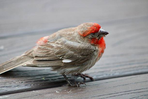 istock Male House Finch 2251044437