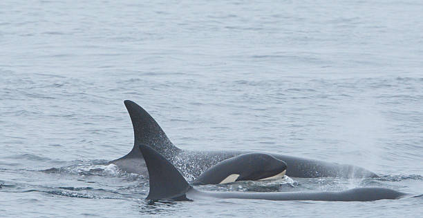 istock Orca Pod Mobility - Monterey Bay California 2251047061