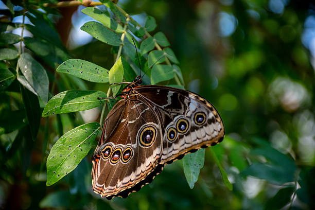 istock Morpho peleides perched in tropical foliage 2251051323