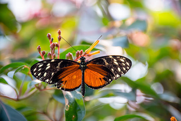 Close-up views of a Tiger Longwing butterfly resting among foliage, showcasing its bold wing patterns and delicate structure.