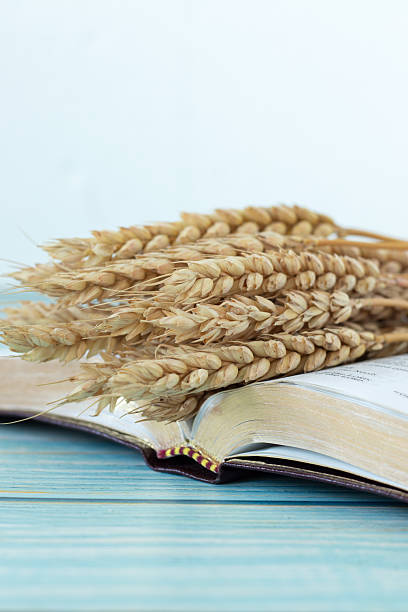 istock Wheat and holy bible book on wooden table with white background 2251052400