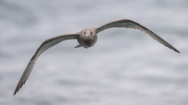 istock Juvenile American Herring Gull Seagull flying toward camera 2251052613