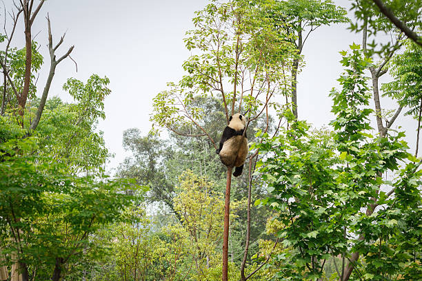 One giant panda enjoy his time on tree