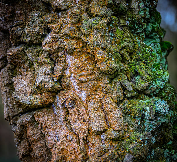 Gnarled and colorful bark with moss and lichen from an old birch tree