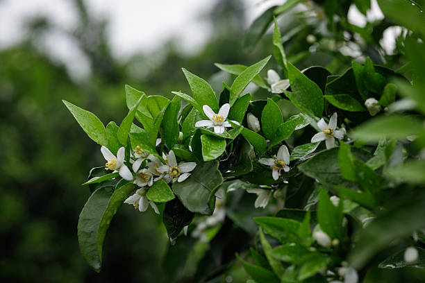 istock Papagan Mandarin Orange flowering in spring 2251058960