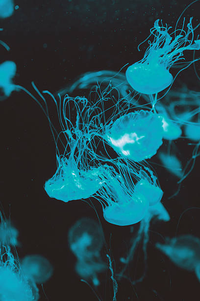 istock Light Blue Moon Jellyfish Cluster Floating Elegantly in the Deep 2251059057