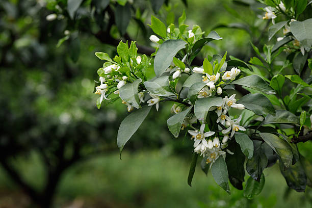 Papagan Mandarin Orange flowering in spring