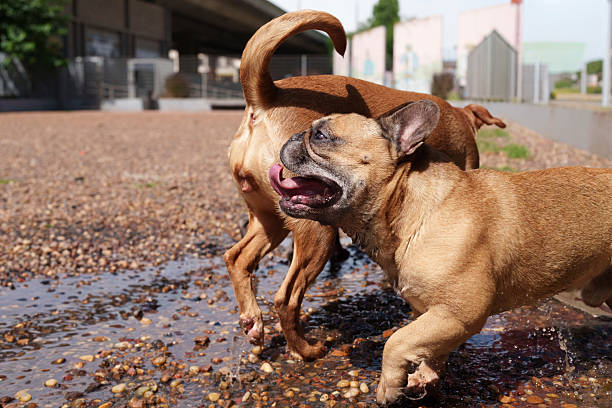 French bulldog and brown companion splashing in a shallow puddle on a sunny day, tongues out and wet fur as they play outdoors, joyful, active summer pet scene