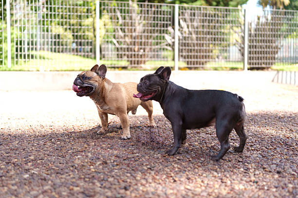 Two french bulldogs with panting expressions standing outdoors on a pebbled ground, showing their unique brachycephalic features and playful nature in a pet-friendly environment