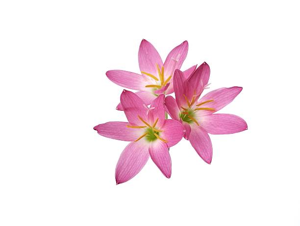 3,400+ Zephyr Lily Stock Photos, Pictures & Royalty-Free Images