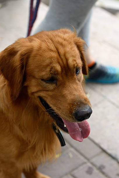 istock Golden Retriever Panting on Sidewalk 2251072184