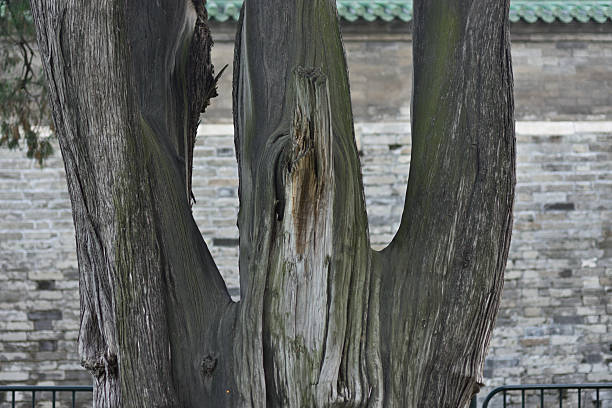 Close-Up of Ancient Tree Trunk