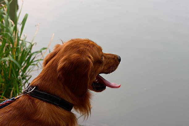 Side view and three-quarter face view of smiling Golden Retriever dog jumping in the water at the beach to retrieve a thrown rock.