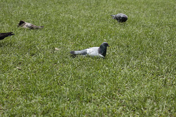 Beautiful closeup view of pigeon bird.