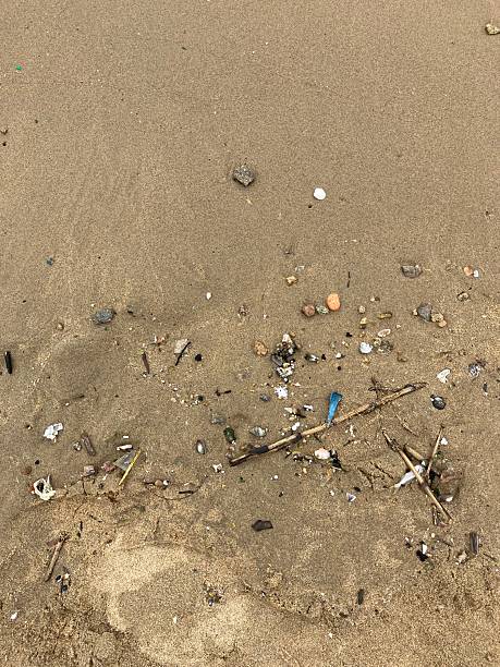 istock dry beach surface with scattered natural and plastic waste 2251073917