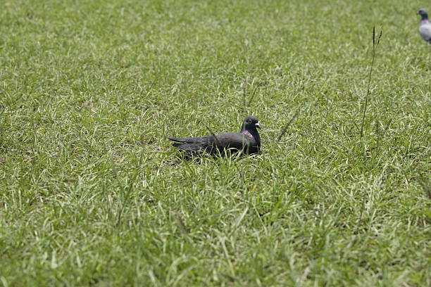 Two pigeons on a grassy field, one dark and central, the other lighter and distant, showing contrast in plumage and peaceful behavior.