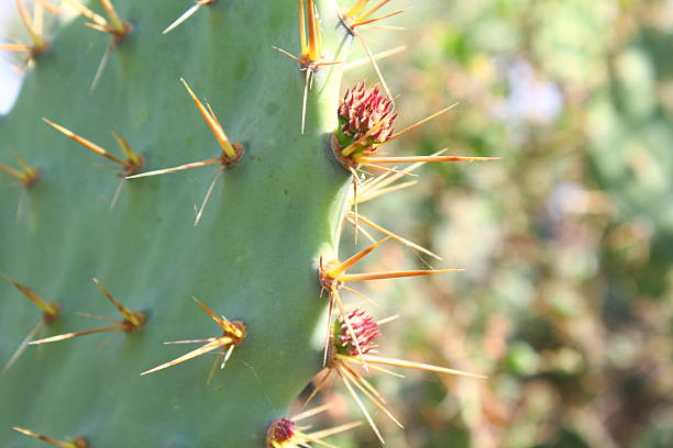 istock A Prickly Pear Blossom Against Green Pads 2251075999