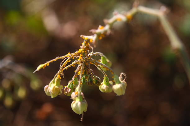 Aphids in nature