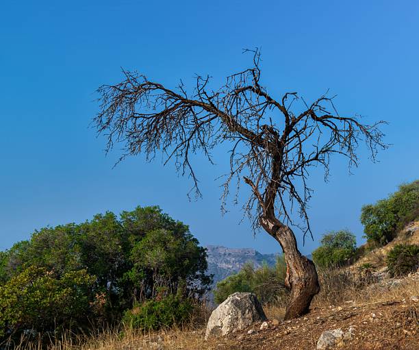 A lone leafless tree standing in the vast field under a clear blue sky.