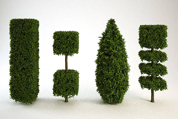istock Four topiary trees with interesting geometric shapes of foliage. 2251078038