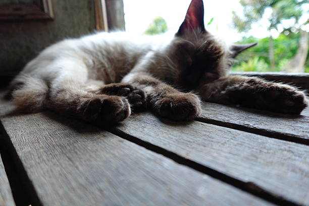 A Siamese cat sleeping on wooden floor.  Loving and peaceful.