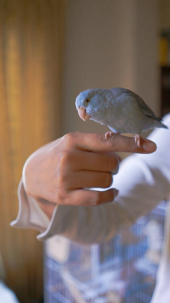 istock A forpus parrot is perched on my finger. 2251078215