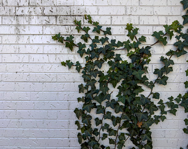 Background showing a brick wall with green bushes