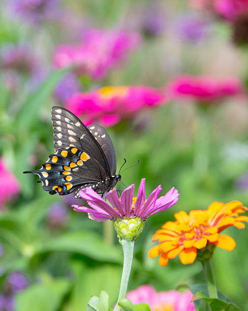 istock Butterfly- Black Swallowtail-Howard County, Indiana 2251080833