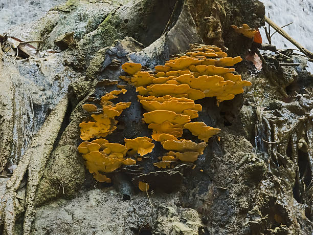istock Vibrant Orange Shelf Fungi Thriving on Rock Ledge by Cascading Stream 2251081849