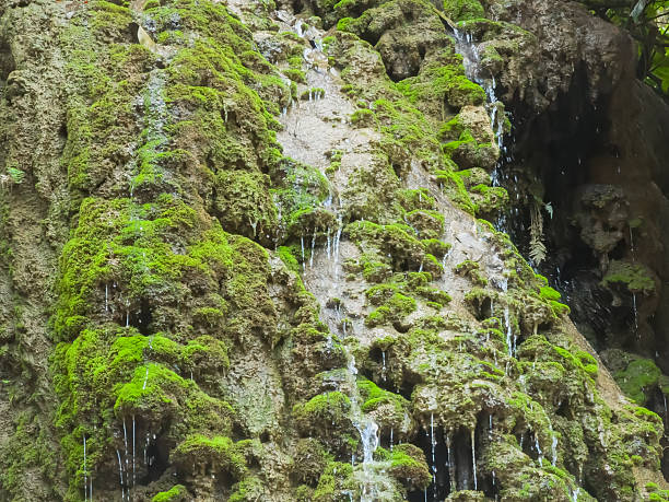 High waterfall in dark forest dark green plants around, logs below of waterfall