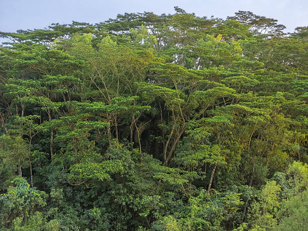 istock Dense Lush Foliage Forest Woodland Canopy in Tropical Climate 2251081927