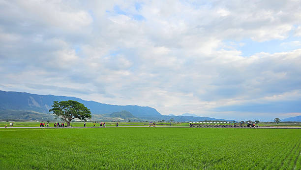 Taitung County, Taiwan. March 22, 2025. Hualien-Taitung Highway, the vast rice paddies, tall trees, bicycles, electric bikes, travelers bathed in sunshine, driving through the rural scenery, peaceful freedom
