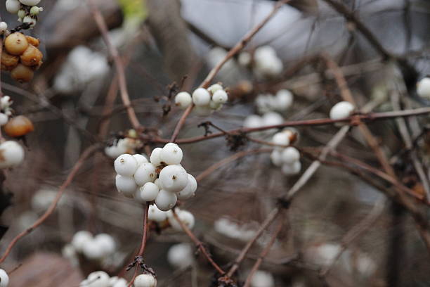 istock white snowberry berries in autumn. close-up. 2251083008
