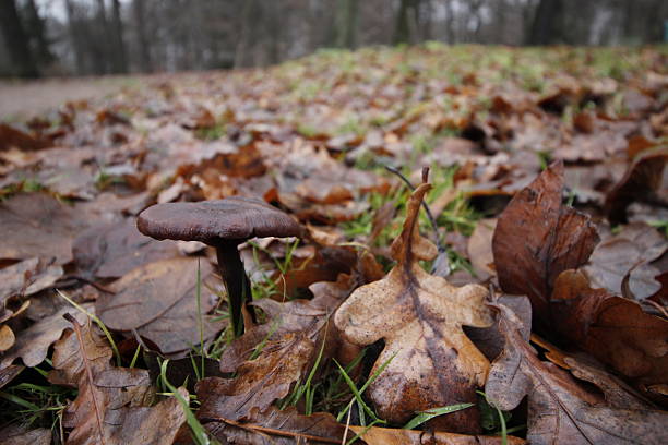a mushroom growing out of fallen leaves. autumn landscape. mushrooms in close-up. autumn depression. illustration. webcap. Cortinarius triumphans. Cortinarius. Cortinariaceae. cobweb. Edible mushroom