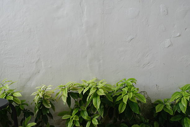 Soft green leaves growing along the bottom of a simple textured wall, creating a clean background suitable for text, templates, or design layouts.