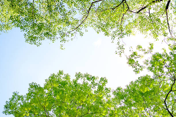 istock Sunlit Tree Canopy With Dense Vibrant Green Foliage 2251090019