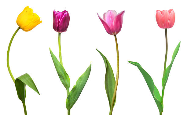 istock Collection colorful different flowers tulips isolated on a white background. Spring time, beautiful floral delicate composition. Creative concept. Flat lay, top view 2251093612