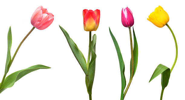 istock Collection colorful different flowers tulips isolated on a white background. Spring time, beautiful floral delicate composition. Creative concept. Flat lay, top view 2251093675