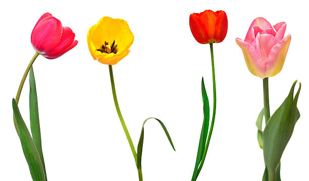 istock Collection colorful different flowers tulips isolated on a white background. Spring time, beautiful floral delicate composition. Creative concept. Flat lay, top view 2251093703