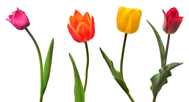 istock Collection colorful different flowers tulips isolated on a white background. Spring time, beautiful floral delicate composition. Creative concept. Flat lay, top view 2251094063